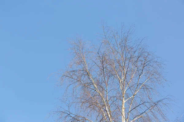 Sommet Couronne Bouleau Sans Feuilles Contre Ciel Bleu Avec Espace — Photo