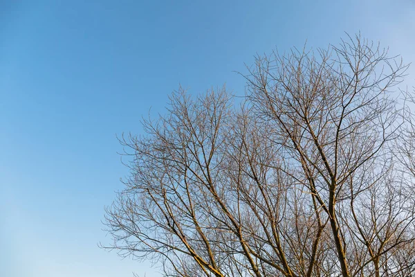 Topo Coroa Uma Árvore Sem Folhas Contra Céu Azul Com — Fotografia de Stock