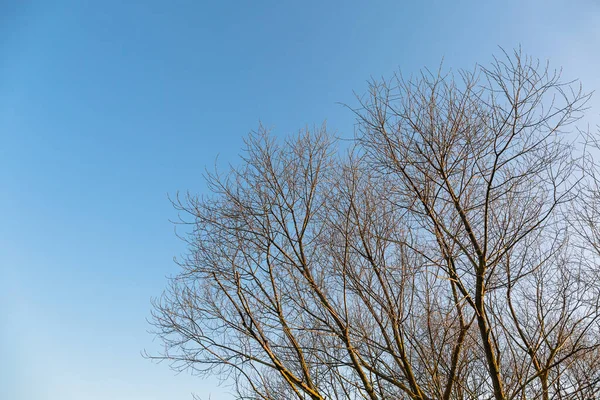 Cima Della Corona Albero Senza Foglie Contro Cielo Blu Con — Foto Stock