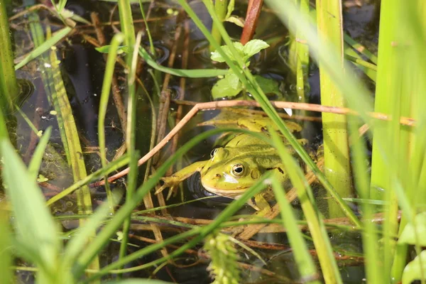A green frog sits in the water among the grass. Common view of the common frog. Wildlife.