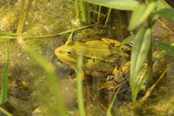 A green frog sits in the water among the grass. Common view of the common frog. Wildlife.
