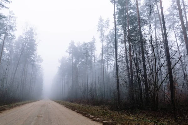 Route Campagne Dans Une Forêt Brumeuse Avec Grands Pins Autour — Photo