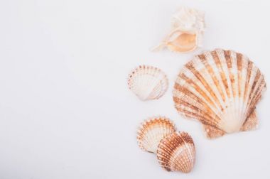 Beyaz arkaplanda deniz kabuğu