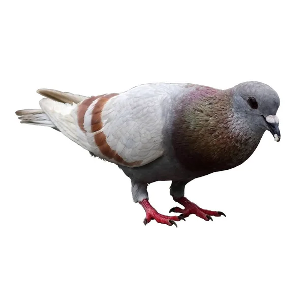 Corps Entier Pigeon Oiseau Isoler Fond Blanc — Photo