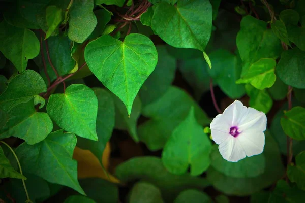 Feuille Forme Coeur Avec Fleur Asystasia Gangetica Onagre Gange Asystacie — Photo