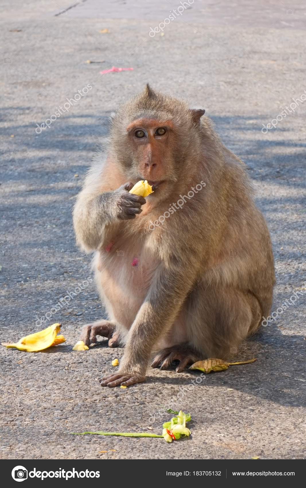 Fat Brown Monkey Sitting Eating Banana Road Stock Photo by ©guihim 183705132