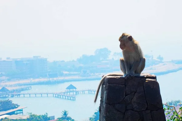 Monkey sitting on the rock in front of sea view background.