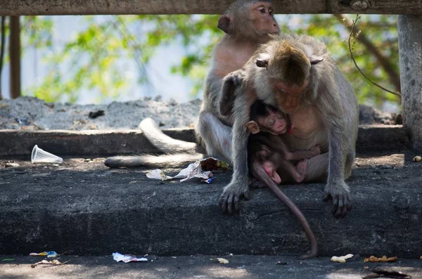 汚い路上で座っている彼女の母親の抱擁で眠っている赤ちゃん猿 — ストック写真