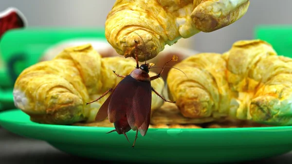 Yemek yerken, 3d çizim kruvasan üzerinde asılı hamamböceği.