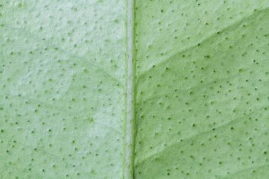 yaprak doğa arka plan