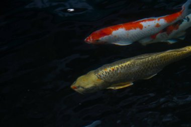 sazan balığı gölette yüzüyor.