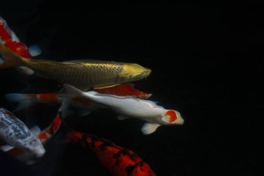 sazan balığı gölette yüzüyor.