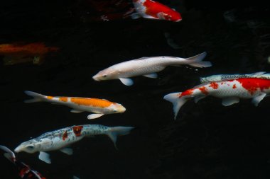 sazan balığı gölette yüzüyor.