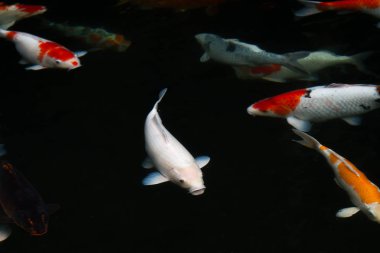 sazan balığı gölette yüzüyor.