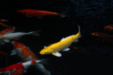 sazan balığı gölette yüzüyor.