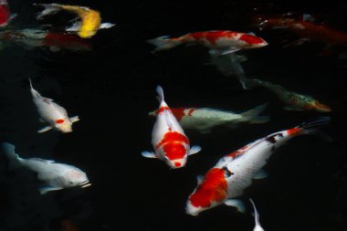 sazan balığı gölette yüzüyor.