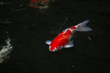 sazan balığı gölette yüzüyor.