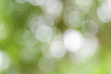 Beyaz ve yeşil doğa bokeh