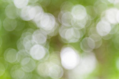 Beyaz ve yeşil doğa bokeh