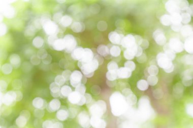 Beyaz ve yeşil doğa bokeh