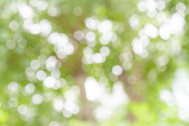 Beyaz ve yeşil doğa bokeh