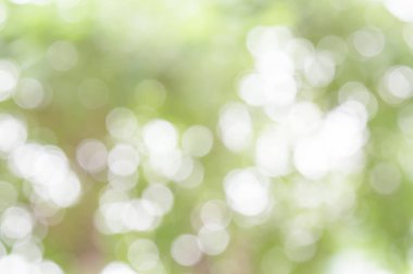 Beyaz ve yeşil doğa bokeh