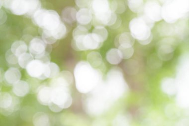 Beyaz ve yeşil doğa bokeh