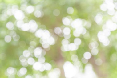 Beyaz ve yeşil doğa bokeh