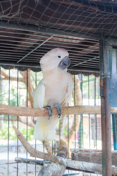 Arara de papagaio branco — Fotografia de Stock