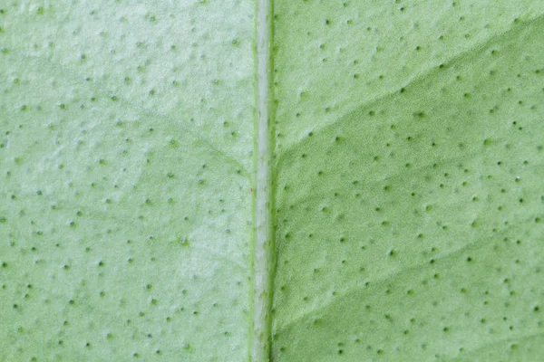 Leaf Nature Background — Stock Photo, Image