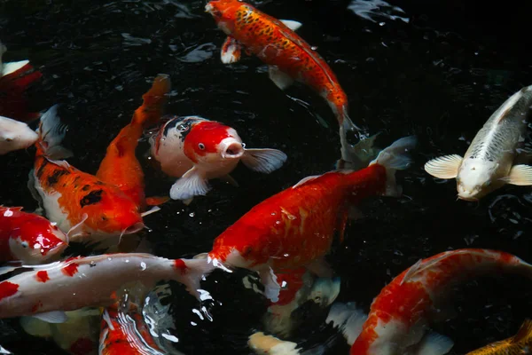 Carpa de peces nadando en el estanque — Foto de Stock