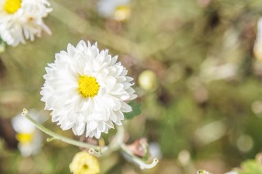 Beyaz kasımpatı çiçeği