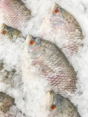 Dev gurami balığı