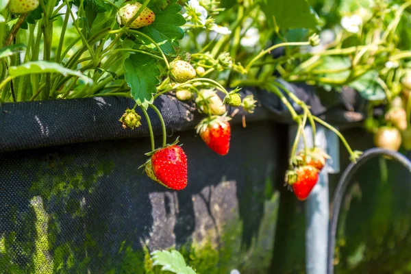 Aardbei in tuin — Stockfoto