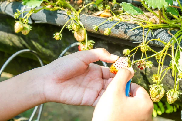 De verse aardbeien snijden in tuin — Stockfoto