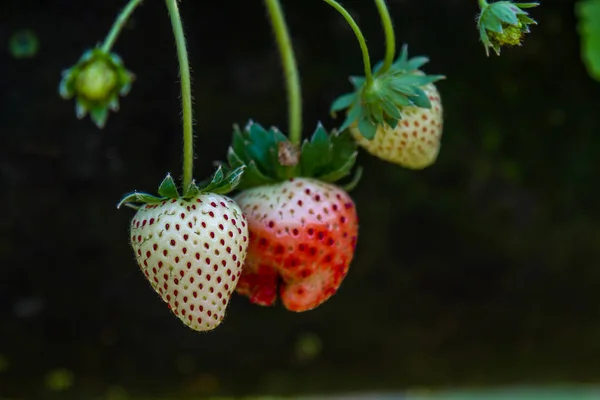 Aardbei in tuin — Stockfoto