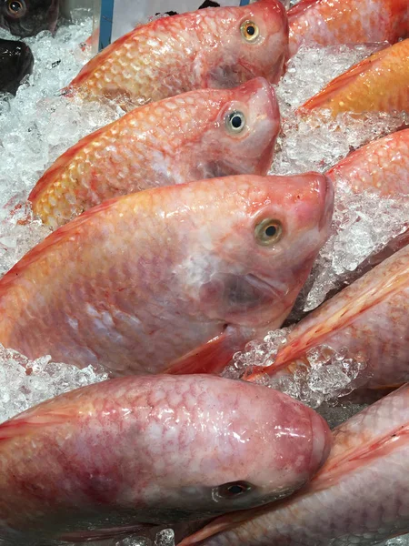 Roter Tilapia-Fisch — Stockfoto