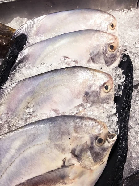 Silberpommelfisch — Stockfoto