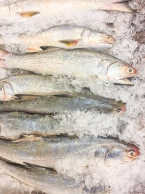 Buzda threadfin balığı