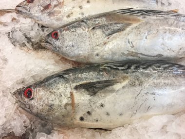 Doğu küçük tuna balığı