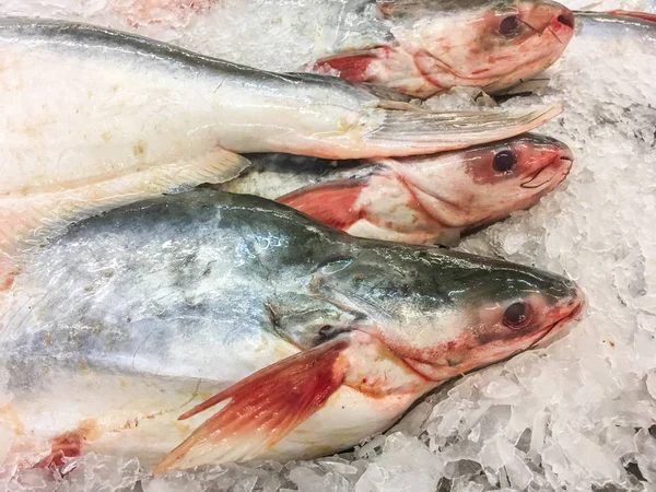 Buz içinde çizgili Catfish