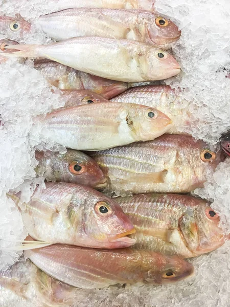 Treadfin breams balık