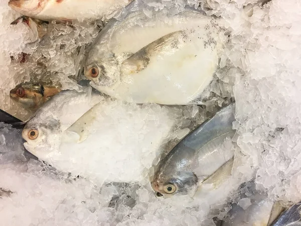 Gümüş pomfret balık