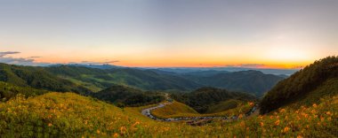 Meksika ayçiçeği alan Panorama