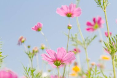 Evren güzellik çiçek 