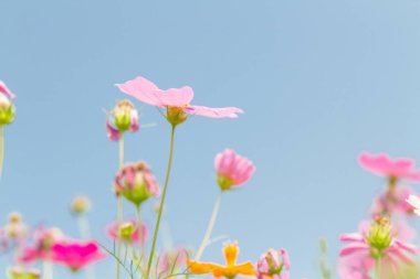 Evren güzellik çiçek 