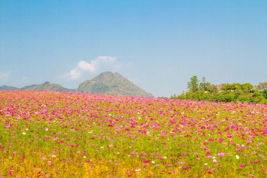Cosmos çiçek peyzaj alanı