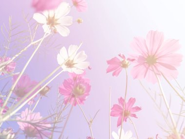 Evren güzellik çiçek 