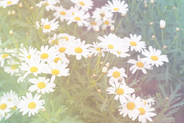 Flor blanca y amarilla — Foto de Stock
