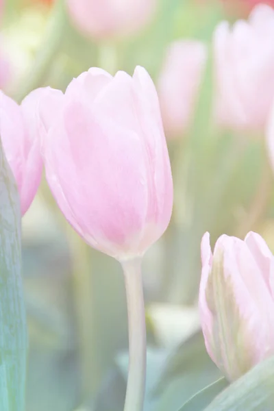 Tulipa rosa de manhã — Fotografia de Stock